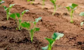 Пересадка капусты в огород