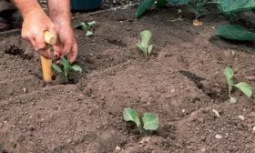 Пересадка в грунт