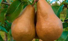 Урожайность