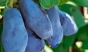 Показатели плодов