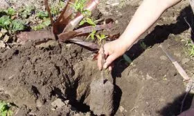 груша особенности посадки