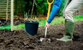 Посадка и уход за грушей Декора