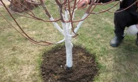 Посадка и уход за грушей Гера