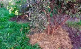 Посадка и уход за жимолостью сорта Лакомка