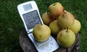 prazdnichnaja груша