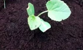 Рассадный способ