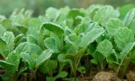 Рассадный способ выращивания