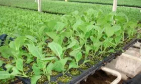 Рассадный способ выращивания