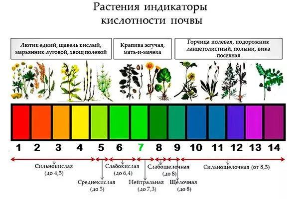 растения-индикаторы