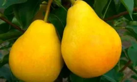 Размеры плодов