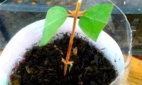 размножение