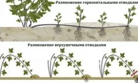 размножение