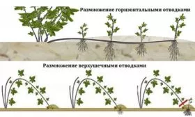 размножение ежевики