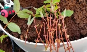 Размножение