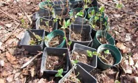 Размножение