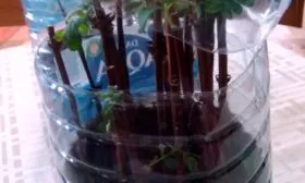 Размножение