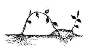 Razmnozhenie-grushi-otvodkami-2