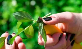 Размножение съедобной жимолости сорта Лакомка