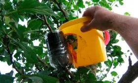 Способы размножения