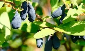 Самоплодность и необходимость опылителей