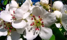 Самоплодность и опылители груши Гера