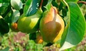 grusha-chudesnesnica