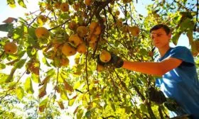 Сбор урожая