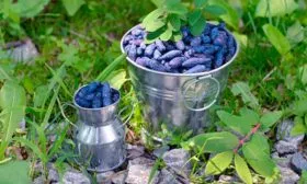 сбор урожая