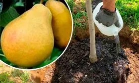 Особенности посадки