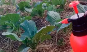 Опрыскивание