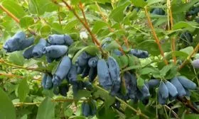 урожайность