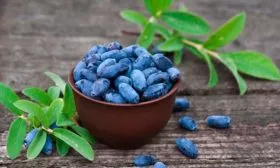 сбор урожая