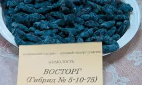 Плодоношение