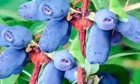 Синеглазка