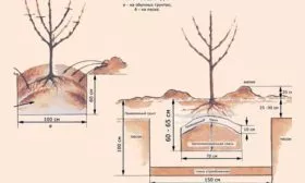 skhemy-posadki-grushi