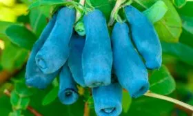 Сорт-Дочь-Великана--2