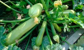 Выращивание