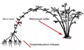 Способы размножения