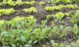 строки-саженцев-капусты