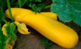 Тонкости агротехники