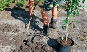 Тонкости посадки