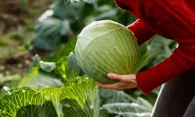 Уборка урожая