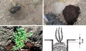 Уход и выращивание