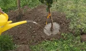 Уход и выращивание