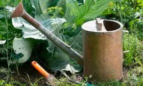 Уход за капустой в открытом грунте