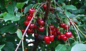 ujfehertoi-furtos вишня