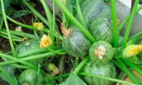 Урожайность