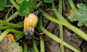 Устойчивость к болезням и вредителям