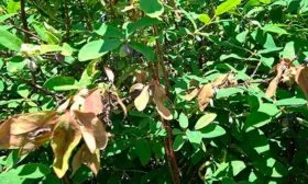 Устойчивость к болезням и вредителям