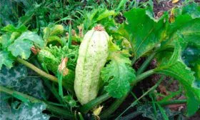 Устойчивость к заболеваниям и вредителям